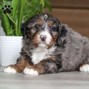 Max, Mini Bernedoodle Puppy