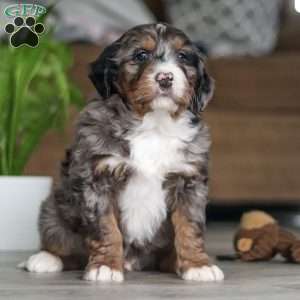 Max, Mini Bernedoodle Puppy