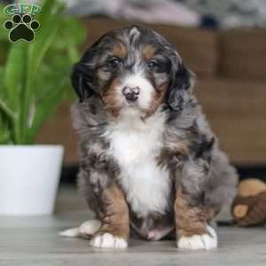 Max, Mini Bernedoodle Puppy