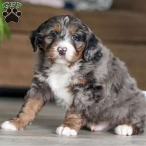 Max, Mini Bernedoodle Puppy