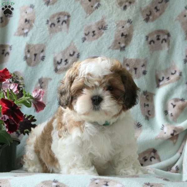 Max, Teddy Bear Puppy