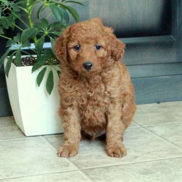 Max, Miniature Poodle Puppy