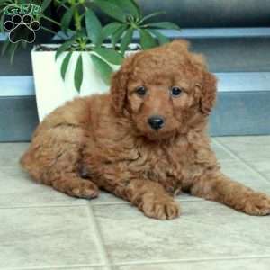 Max, Miniature Poodle Puppy