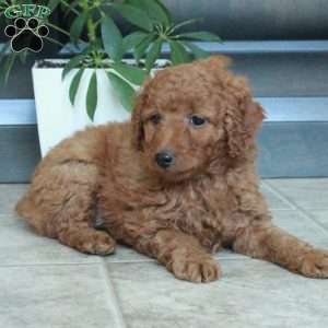 Max, Miniature Poodle Puppy