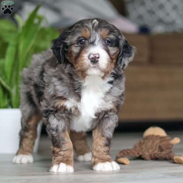 Max, Mini Bernedoodle Puppy