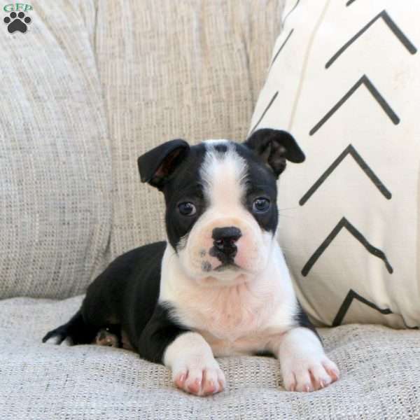 Maxwell, Boston Terrier Puppy
