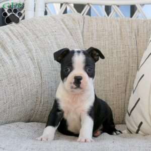 Maxwell, Boston Terrier Puppy