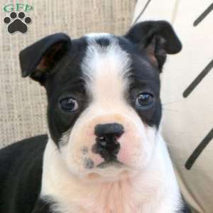 Maxwell, Boston Terrier Puppy