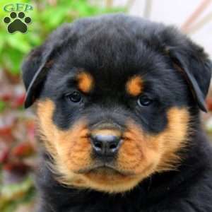 Meg, Rottweiler Puppy