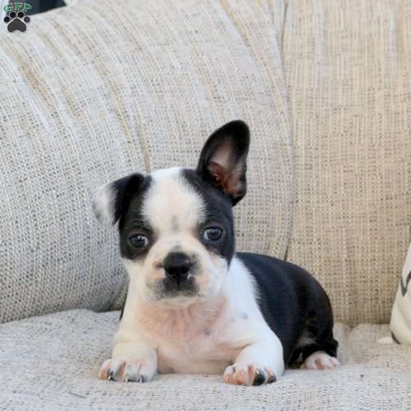 Melissa, Boston Terrier Puppy
