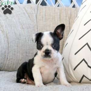 Melissa, Boston Terrier Puppy