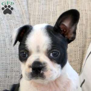 Melissa, Boston Terrier Puppy