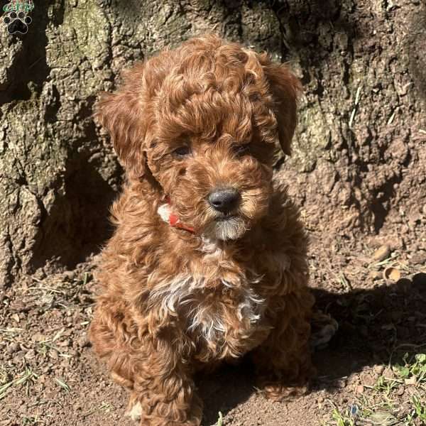 Melissa, Maltipoo Puppy