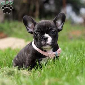 Melody, French Bulldog Puppy