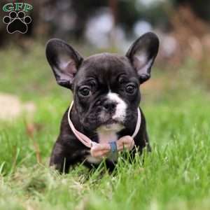Melody, French Bulldog Puppy