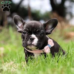 Melody, French Bulldog Puppy