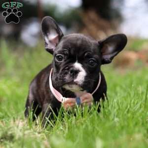Melody, French Bulldog Puppy