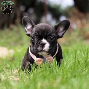 Melody, French Bulldog Puppy