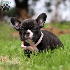 Melody, French Bulldog Puppy