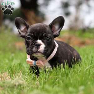 Melody, French Bulldog Puppy