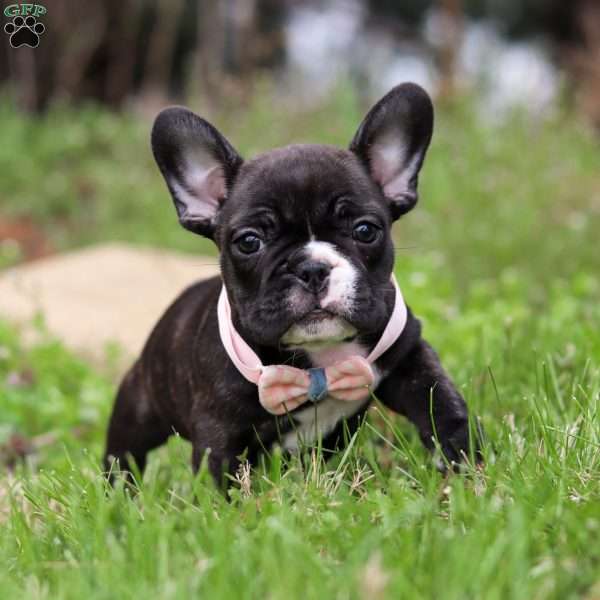 Melody, French Bulldog Puppy