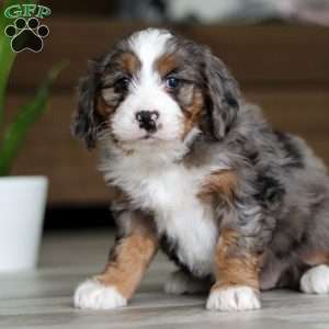 Mia, Mini Bernedoodle Puppy