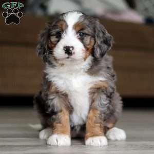 Mia, Mini Bernedoodle Puppy