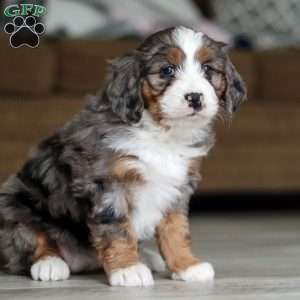 Mia, Mini Bernedoodle Puppy