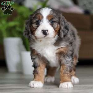 Mia, Mini Bernedoodle Puppy