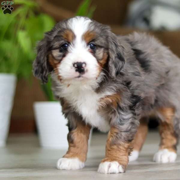 Mia, Mini Bernedoodle Puppy