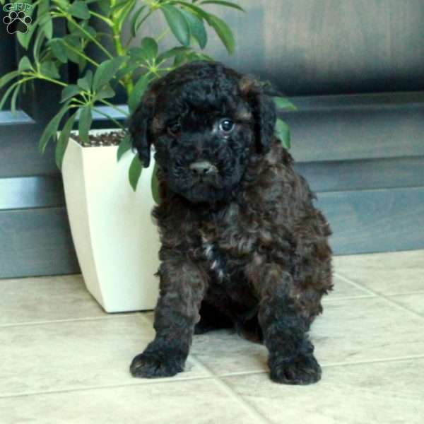 Mickey, Miniature Poodle Puppy
