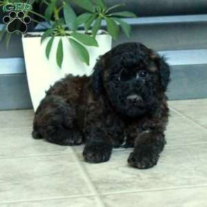 Mickey, Miniature Poodle Puppy