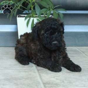 Mickey, Miniature Poodle Puppy