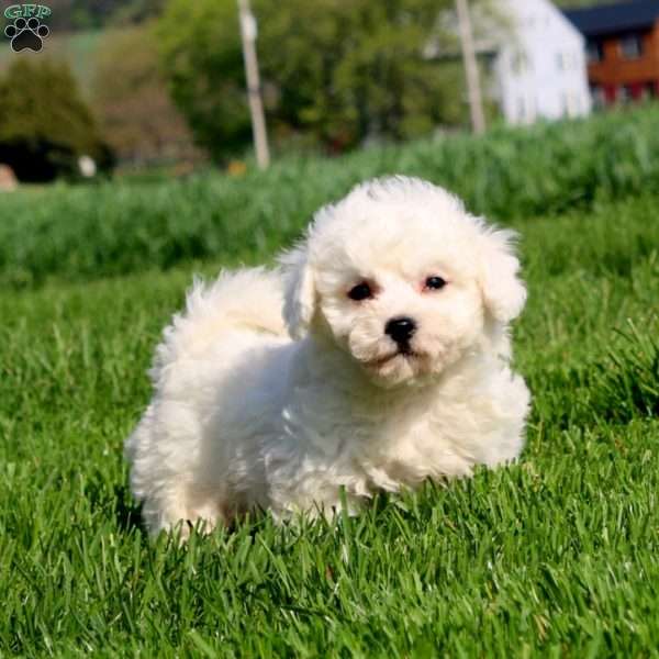 Mickey, Bichon Frise Puppy