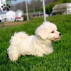 Mickey, Bichon Frise Puppy