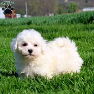 Mickey, Bichon Frise Puppy