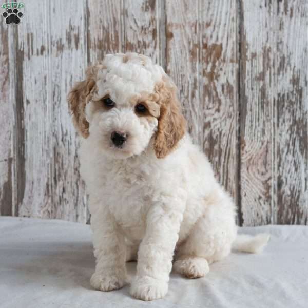 Mickey, Mini Labradoodle Puppy