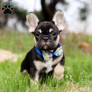 Miles, French Bulldog Puppy