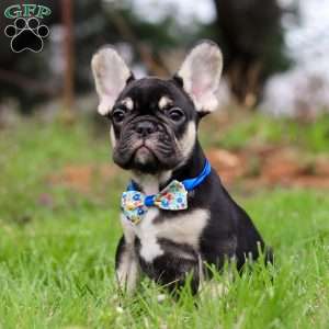 Miles, French Bulldog Puppy