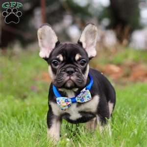 Miles, French Bulldog Puppy