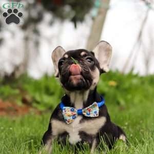 Miles, French Bulldog Puppy