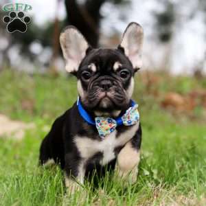 Miles, French Bulldog Puppy