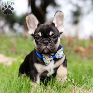 Miles, French Bulldog Puppy