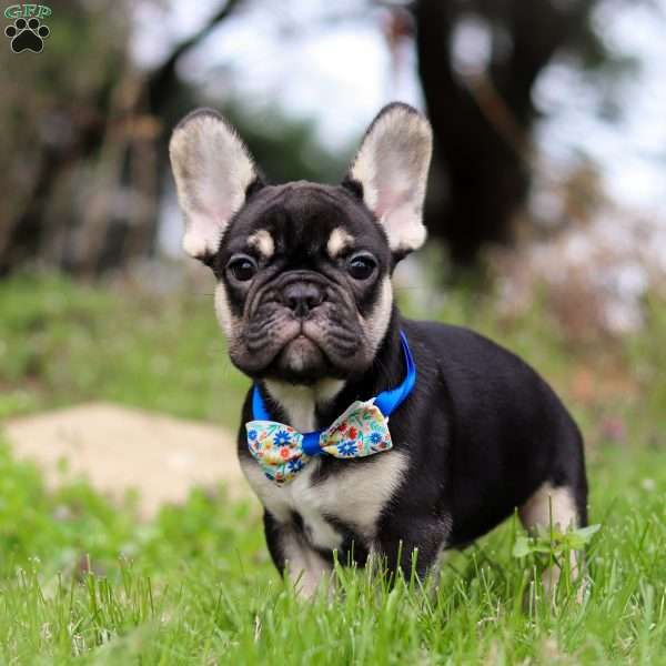 Miles, French Bulldog Puppy