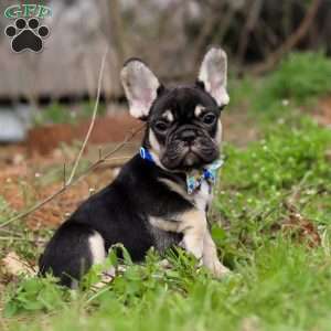 Miles, French Bulldog Puppy