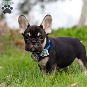 Miles, French Bulldog Puppy