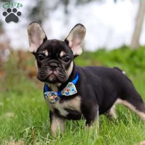 Miles, French Bulldog Puppy