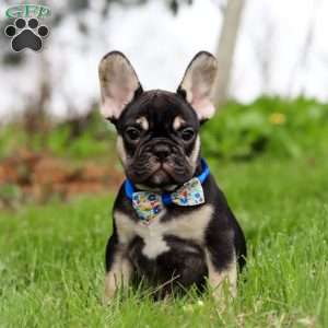 Miles, French Bulldog Puppy