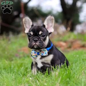 Miles, French Bulldog Puppy