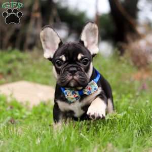 Miles, French Bulldog Puppy